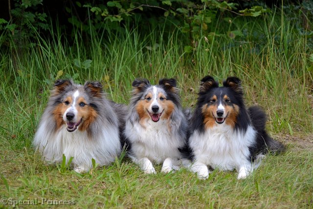 Diesel samen met zijn moeder Abby (midden) en halfzusje Eevee (rechts)